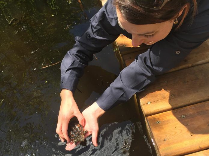 A volunteer gets ready to release a snapping turtle hatchling in its new home. (Photo: Kawartha Land Trust)