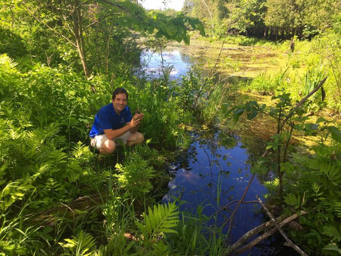 A volunteer gets ready to release one of the snapping turtle hatchlings. Kawartha Land Trust's newest protected property, the Jeffrey-Cowan Forest Preserve includes 146 acres of protected land. (Photo: Kawartha Land Trust)