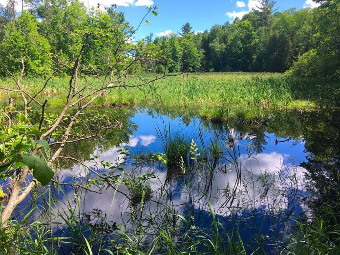 The baby snapping turtles should be very happy in their new home. (Photo: Kawartha Land Trust)