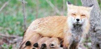 This photo of a mama fox in Kawartha Lakes feeding her brood was the top photo on our Instagram for June 2018. (Photo: Kathryn Frank @_katy.did.it_ / Instagram)