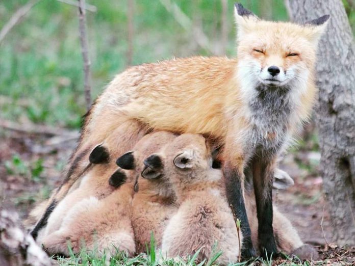 This photo of a mama fox in Kawartha Lakes feeding her brood was the top photo on our Instagram for June 2018. (Photo: Kathryn Frank @_katy.did.it_ / Instagram)