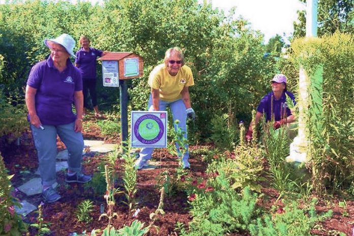 One of the initiatives that makes the Township of Selwyn a Bee City is an initiative that brought together residents and the Lakefield and District Horticultural Society to create a pollinator garden at Isabel Morris Park. (Photo via Bee City Canada)  