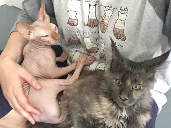 Toe Beans Cat Cafe’s two feline ambassadors: Captain Jean-Luc Picard the Sphinx and Zelda the Maine Coon Cat. The rest of the cats will come from the Northumberland Humane Society and will be available for adoption from the cafe. (Photo: Toe Beans Cat Cafe)