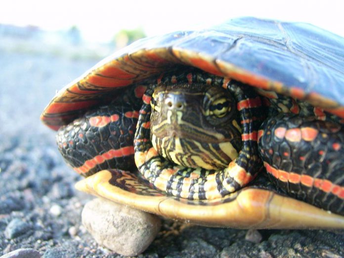 The Midland Painted Turtle, so named due to the unique red or orange markings around the edges of its shell and red and yellow stripes on its head and neck, was recently listed as a species of "special concern" under the federal Species At Risk Act. (Photo: Wikipedia)