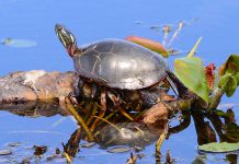 In April 2018, the Committee on the Status of Endangered Wildlife in Canada assessed the Midland Painted Turtle as a species of "special concern" under the federal Species At Risk Act. Under Ontario's Endangered Species Act, seven additional species of turtles are listed as threatened, endangered, or of special concern, with an eigth species listed as extirpated (extinct in Ontario). (Photo: Appaloosa CC BY-NC 2.0)