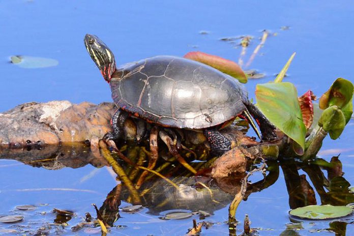 In April 2018, the Committee on the Status of Endangered Wildlife in Canada assessed the Midland Painted Turtle as a species of "special concern" under the federal Species At Risk Act. Under Ontario's Endangered Species Act, seven additional species of turtles are listed as threatened, endangered, or of special concern, with an eigth species listed as extirpated (extinct in Ontario). (Photo: Appaloosa CC BY-NC 2.0)