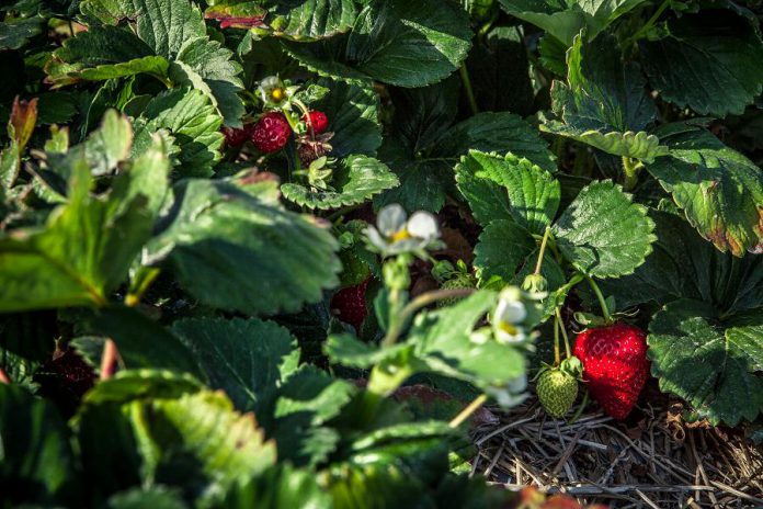 McLean and Buckhorn Berry Farms in Lakefield offers both pick-your-own and pre-picked berries in season, as well as a variety of other produce.