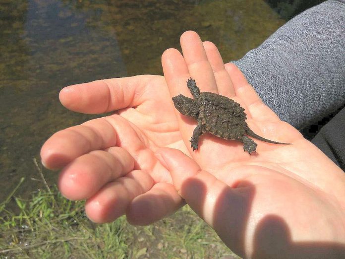 A young snapping turtle was discovered at GreenUP Ecology Park by children attending the Earth Adventures summer day camp. (Photo: Danica Jarvas / GreenUP)