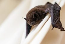 A bat on a curtain inside a house