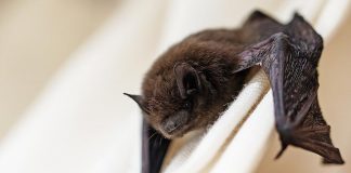 A bat on a curtain inside a house