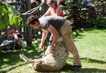 Lang Pioneer Village in Keene is hosting the first-ever Fibrelicious Food & Fibre Arts Festival from August 10-12, 2018. The event features demonstrations including sheep herding and shearing, textiles, rug hooking, hand weaving, and broom making, along with culinary demonstrations include cooking in a dutch oven, ice cream making, baking the perfect pie, and a variety of tasty treats. (Photo: Michael Hurcomb)