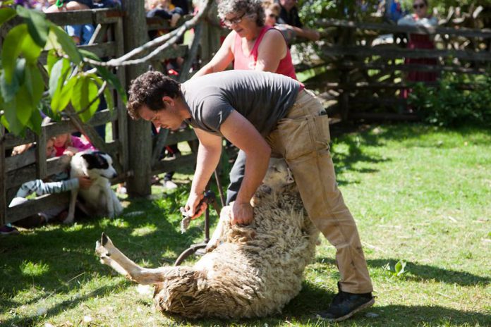 Lang Pioneer Village in Keene is hosting the first-ever Fibrelicious Food & Fibre Arts Festival from August 10-12, 2018. The event features demonstrations including sheep herding and shearing, textiles, rug hooking, hand weaving, and broom making, along with culinary demonstrations include cooking in a dutch oven, ice cream making, baking the perfect pie, and a variety of tasty treats. (Photo: Michael Hurcomb)