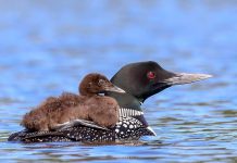 A young loon rides on its mother's back in this August 1, 2018 photo by wildlife and nature photographer Cliff Homewood, who has been documenting the bird since it was born in June. (Photo: Cliff Homewood / Instagram)