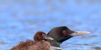 A young loon rides on its mother's back in this August 1, 2018 photo by wildlife and nature photographer Cliff Homewood, who has been documenting the bird since it was born in June. (Photo: Cliff Homewood / Instagram)