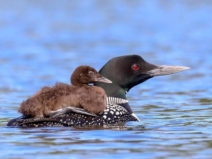 A young loon rides on its mother's back in this August 1, 2018 photo by wildlife and nature photographer Cliff Homewood, who has been documenting the bird since it was born in June. (Photo: Cliff Homewood / Instagram)