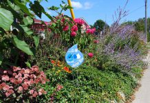 The GreenUP Water Wise program recognizes residents that have adopted Water Wise landscaping practices, such as reducing the amount of lawn in their yard, planting rough-tolerant native species, and using a rain barrel, all of which help to reduce reliance on municipal water. (Photo: GreenUP)