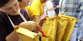 The Holy Cross Bee Club is a teacher-led group of 12 students who steward three hives at Holy Cross Catholic Secondary School in Peterborough. At Myrtle's Kitchen at Peterborough Public Health on September 17, 2018, Holy Cross Bee Club member Emily Berardi uses a comb to uncap the honey cells in trays that were removed from the hives, before the trays are placed in a honey extractor to remove the honey using centrifugal force. Holy Cross Bee Club member Jacob Duda helps to drain honey from the honey extractor into buckets, that will then go through several stages of filtering. (Photo: Karen Halley)