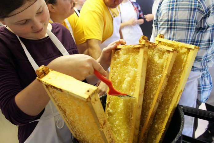 The Holy Cross Bee Club is a teacher-led group of 12 students who steward three hives at Holy Cross Catholic Secondary School in Peterborough. At Myrtle's Kitchen at Peterborough Public Health on September 17, 2018, Holy Cross Bee Club member Emily Berardi uses a comb to uncap the honey cells in trays that were removed from the hives, before the trays are placed in a honey extractor to remove the honey using centrifugal force. Holy Cross Bee Club member Jacob Duda helps to drain honey from the honey extractor into buckets, that will then go through several stages of filtering. (Photo: Karen Halley)
