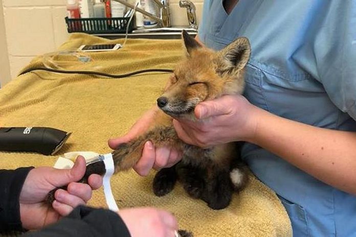 Kawartha Wildlife Centre is one of five organizations in the Kawarthas competing for online votes in the 2018 Aviva Community Fund. The organization is developing an immersive campaign called the Kawartha Wildlife Coexistence Initiative to educate the public in the City of Kawartha Lakes, Peterborough, and Peterborough County on the benefits of wildlife coexistence. (Photo: Kawartha Wildlife Centre / avivacommunityfund.org)