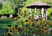 Brightly coloured Rudbeckia flowers bloom in front of the gazebo at GreenUP Ecology Park at 1899 Ashburnham Drive in Peterborough. Enjoy a fall picnic, a stroll, or a bike ride through the trails and gardens at Ecology Park to take in the beauty of autumn. (Photo courtesy of GreenUP)