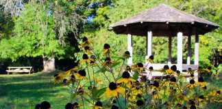 Brightly coloured Rudbeckia flowers bloom in front of the gazebo at GreenUP Ecology Park at 1899 Ashburnham Drive in Peterborough. Enjoy a fall picnic, a stroll, or a bike ride through the trails and gardens at Ecology Park to take in the beauty of autumn. (Photo courtesy of GreenUP)