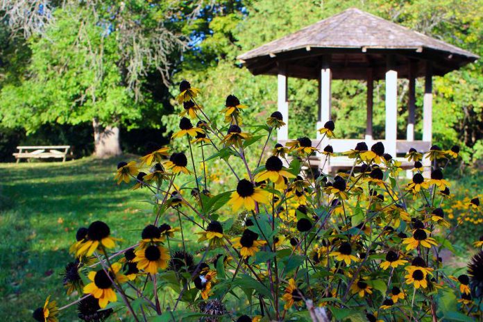 Brightly coloured Rudbeckia flowers bloom in front of the gazebo at GreenUP Ecology Park at 1899 Ashburnham Drive in Peterborough. Enjoy a fall picnic, a stroll, or a bike ride through the trails and gardens at Ecology Park to take in the beauty of autumn. (Photo courtesy of GreenUP)