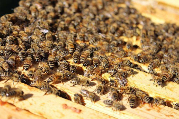 Honeybees at one of the hives at GreenUP Ecology Park. (Photo: Karen Halley)