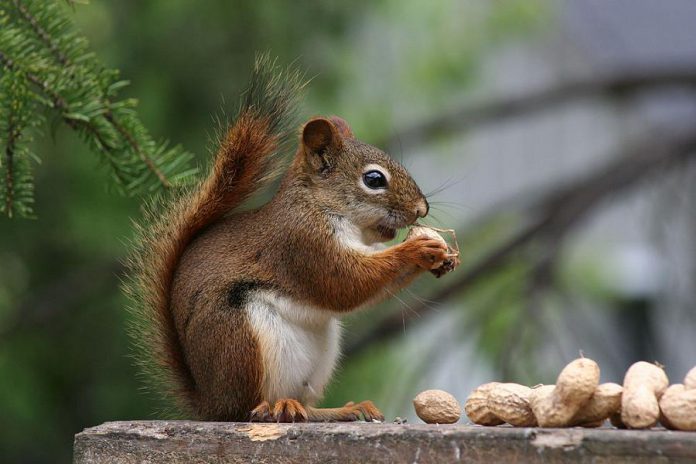 Squirrels are busy in the fall collecting and hiding caches of food for the winter. A single red squirrel, pictured here, can cache more than a bushel of food. (Photo: Robert Taylor / Flickr)