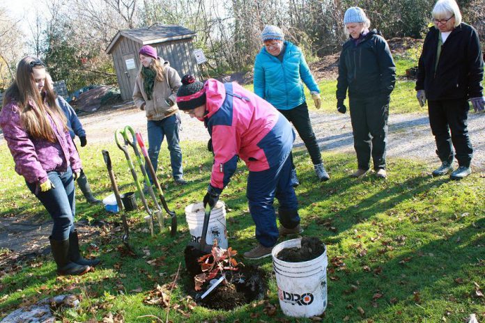 Volunteers plant a tree at GreenUP Ecology Park. The Ecology Park Little Autumn Tree Sale on Saturday, October 13th will feature many native and locally grown trees at the lowest prices of the year to make way for 2019 stock. Fall is the best time to plant a tree as the cool and wet autumn conditions provide optimum conditions for tree roots to establish themselves before winter. (Photo: GreenUP)