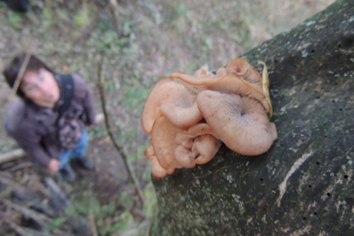 Is it safe to eat? Learn to identify edible wild mushrooms by taking a hike with Luke Eckstein at Gamiing Nature Centre on October 7th. (Photo: Luke Eckstein)