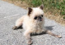 Instagram star Owen the Griff, a Brussels Griffon owned by Lisa Besseling and Marlon Hazlewood of Lakefield, is the leading fundraiser for the annual "Strutt Your Mutt" walk in support of the Peterborough Humane Society, which takes place Sunday, September 23rd at Beavermead Park in Peterborough. (Photo: @owenthegriff / Instagram)