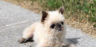 Instagram star Owen the Griff, a Brussels Griffon owned by Lisa Besseling and Marlon Hazlewood of Lakefield, is the leading fundraiser for the annual "Strutt Your Mutt" walk in support of the Peterborough Humane Society, which takes place Sunday, September 23rd at Beavermead Park in Peterborough. (Photo: @owenthegriff / Instagram)