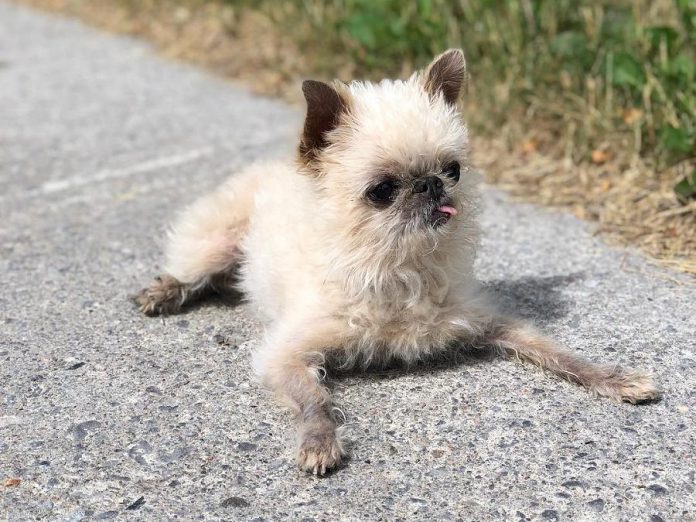 Instagram star Owen the Griff, a Brussels Griffon owned by Lisa Besseling and Marlon Hazlewood of Lakefield, is the leading fundraiser for the annual "Strutt Your Mutt" walk in support of the Peterborough Humane Society, which takes place Sunday, September 23rd at Beavermead Park in Peterborough. (Photo: @owenthegriff / Instagram)