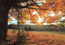 Fall is the best time to take a nature hike in Peterborough & the Kawarthas. The bugs are gone, it's cooler, and you'll be surrounded by the brilliant yellows, oranges, and reds of native tress. Make sure to check out Robert Johnston EcoForest Trails in Douro-Dummer Township and, if you're in the City of Peterborough, the popular Jackson Creek Kiwanis Trail.