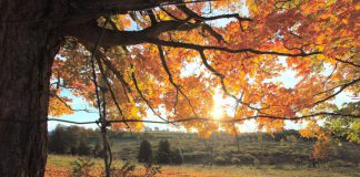 Fall is the best time to take a nature hike in Peterborough & the Kawarthas. The bugs are gone, it's cooler, and you'll be surrounded by the brilliant yellows, oranges, and reds of native tress. Make sure to check out Robert Johnston EcoForest Trails in Douro-Dummer Township and, if you're in the City of Peterborough, the popular Jackson Creek Kiwanis Trail.