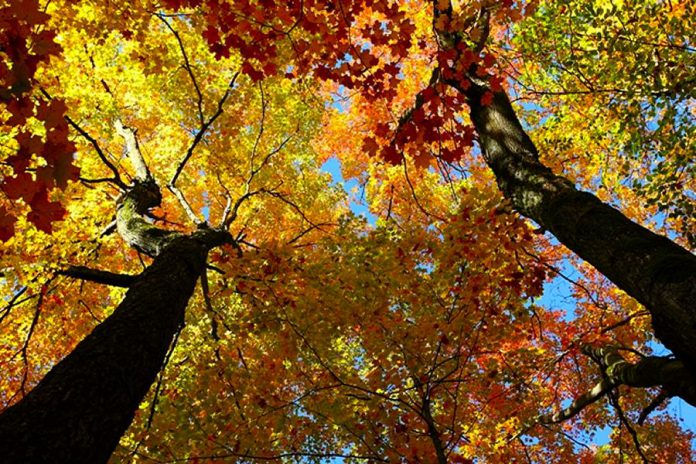 Beginning at Jackson Park in Peterborough, the Jackson Creek Kiwanis Trail runs for more than four kilometres through forests, fields, and a large wetland. 