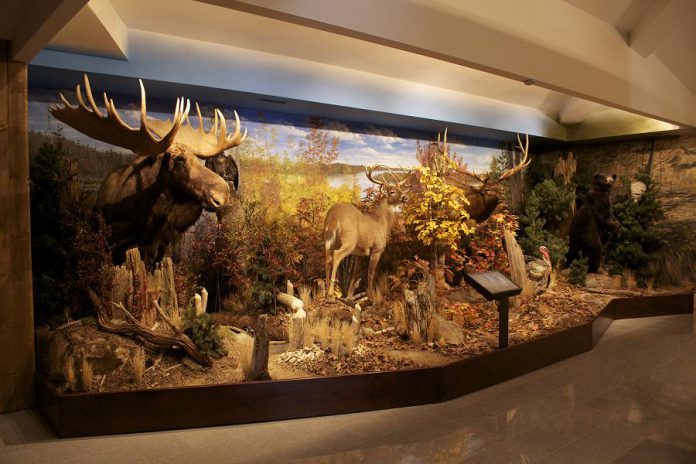  Learn more about Ontario's fish and wildlife conservation history and traditions of hunting, fishing, and trapping at the Mario Cortellucci Hunting and Fishing Heritage Centre.