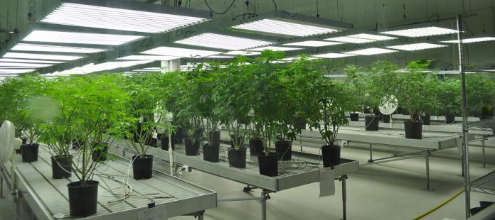 Cannabis plants at marijuana company Tweed's location in the former Hershey's chocolate factory in Smiths Falls, Ontario. Tweed is owned by Canopy Growth Corporation, the world's largest cannabis company. It trades publicly as WEED on the Toronto Stock Exchange. (Photo: Barb Shaw)