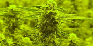 Cannabis plants at Tweed, a medical marijuana company based in Smiths Falls, Ontario. Owned by Canopy Growth Corporation, the company is one of the approved wholesale suppliers for the online Ontario Cannabis Store, the only legal place you can purchase weed Ontario when it is legalized on October 17, 2018, until private retail stores arrive in April 2019. (Photo: Barb Shaw)