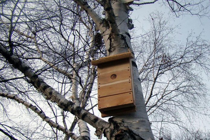 A bat house hangs in a birch tree at GreenUP Ecology Park.  You can help to boost bat populations by hanging one in your yard. Bats have long been portrayed as spooky, animals of Halloween however they can benefit us by eating over 1,000 mosquitoes in only one hour. (Photo: GreenUP)