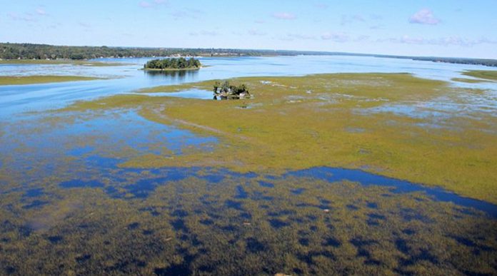 A photo of wild rice growing in Pigeon Lake taken by Larry Wood, a spokesperson for  Save Pigeon Lake, an initiative that objects to the production of wild rice because of its impact on the lake and non-Indigenous residents. (Photo: Larry Wood)