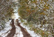 Rural road and forest during first snow of fall