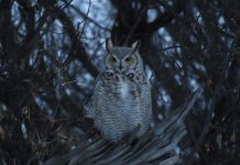 The Great Horned Owl is one of 11 species of owls known in Ontario. Owls are adapted for life in the dark, with a highly developed sense of sight and pinpoint hearing. As predators of mice, moles, and voles, owls have an important ecological niche. (Photo: Alex Galt / U.S. Fish and Wildlife Service)