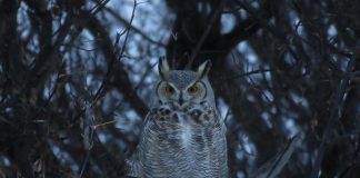 The Great Horned Owl is one of 11 species of owls known in Ontario. Owls are adapted for life in the dark, with a highly developed sense of sight and pinpoint hearing. As predators of mice, moles, and voles, owls have an important ecological niche. (Photo: Alex Galt / U.S. Fish and Wildlife Service)