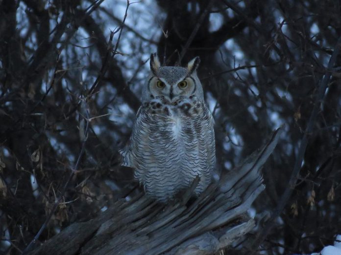 The Great Horned Owl is one of 11 species of owls known in Ontario. Owls are adapted for life in the dark, with a highly developed sense of sight and pinpoint hearing. As predators of mice, moles, and voles, owls have an important ecological niche. (Photo: Alex Galt / U.S. Fish and Wildlife Service)