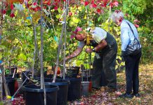 Vern Bastable, Manager of GreenUP Ecology Park in Peterborough, helps a customer at the Ecology Park Garden Market select the right tree for her yard. Fall is the best time to plant a tree, when the soil conditions become perfect for tree routes to establish themselves. (Photo: Karen Halley)