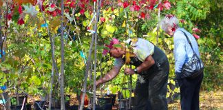 Vern Bastable, Manager of GreenUP Ecology Park in Peterborough, helps a customer at the Ecology Park Garden Market select the right tree for her yard. Fall is the best time to plant a tree, when the soil conditions become perfect for tree routes to establish themselves. (Photo: Karen Halley)