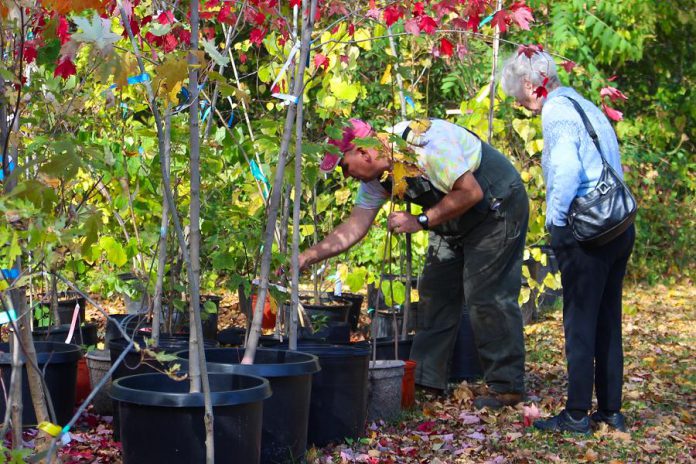 Vern Bastable, Manager of GreenUP Ecology Park in Peterborough, helps a customer at the Ecology Park Garden Market select the right tree for her yard. Fall is the best time to plant a tree, when the soil conditions become perfect for tree routes to establish themselves. (Photo: Karen Halley)