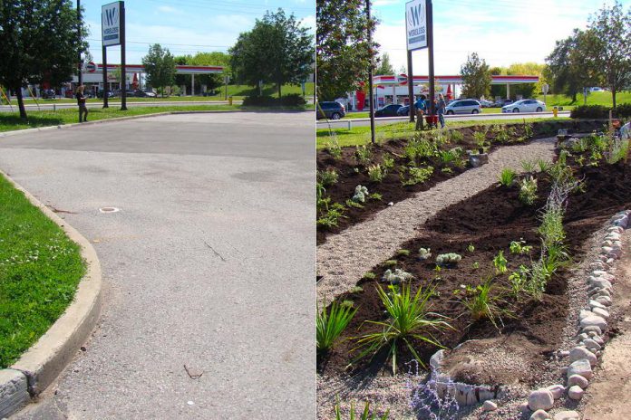 Before and after photos of the Depave Paradise location at the corner of Brealey Drive and Lansdowne Street West in Peterborough shows the transformation that can happen when impermeable asphalt is replaced by greenspace, allowing water infiltration, reducing flooding and runoff, and creating a much more inviting space. (Photos: GreenUP)