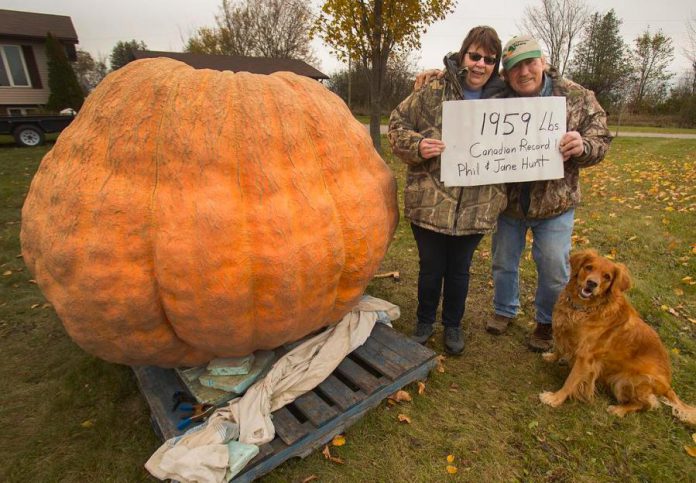 Long-time pumpkin growers Jane and Phil Hunt with their record-breaking pumpkin. (Photo: Fred Thornhill Photography)